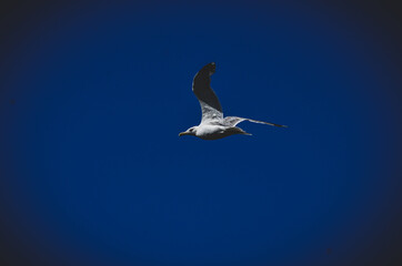 seagull flying in the sky