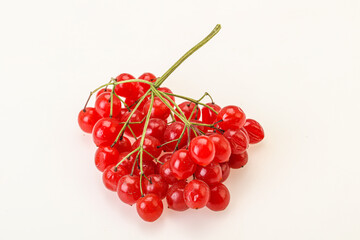Red tasty and juicy Viburnum berries