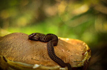 viper on the mushroom