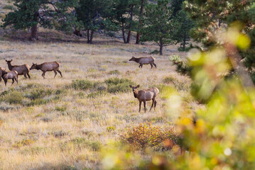 Fototapeta na wymiar Elk