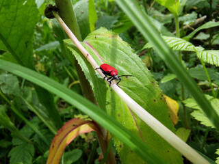Red beetle
