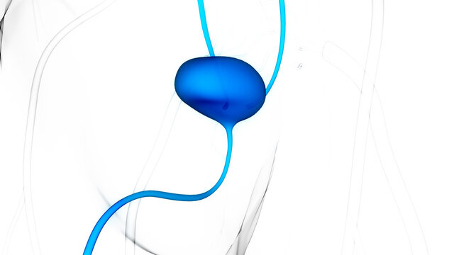 blue bladder anatomy, medical concept, white background clip art preview