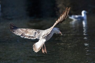 Gaviota volando justo antes de entrar en el agua