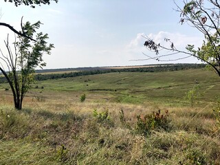 landscape with trees