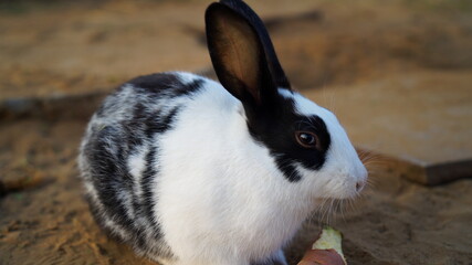 Beautiful white long eared Rabbit with scary mood. Rabbit with long ear and white silky fur.