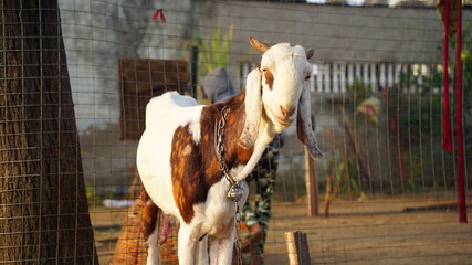 Beetal goat species closeup. Domestic capra in known for more milk quantity in India.