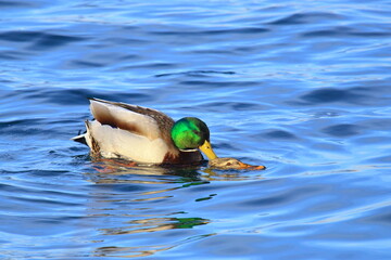 Mallards couple on the lake in breeding season