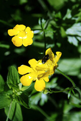 Bee on a creeping butterflower