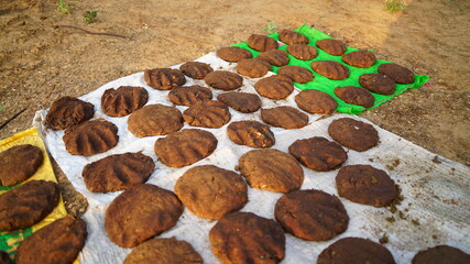 Cow dung cake holding in sunlight for dryness. Organic sacred cow dung cake for religious festival like Holi etc.