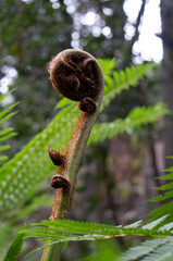Close up fern. Macro fern in a botanical garden.