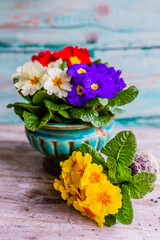 Spring colorful primroses flowers in a pot.