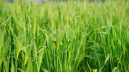 Growing Spelt or Triticum spelta, also known as dinkel wheat or hulled. Cereal. Grain crop, species of the genus Corn Triticum.