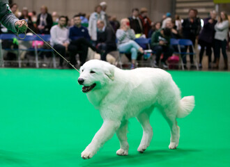 maremma Sheepdog at a dog show