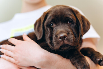 Little brown dog labrador puppy on hands, close up photo