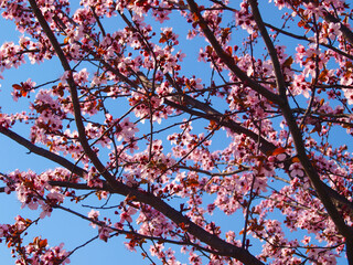 Pink blooming tree at spring. Sky in the background.