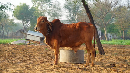 Indigenous Indian Gir cow Captured at agriculture farmland in the misty foggy morning. Wandering Bull in the field in winter season.