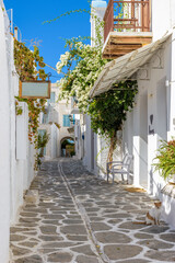 Traditional Cycladitic alley with a narrow street, whitewashed houses, a blooming white bougainvilleaand a beautifil  cat  in parikia, Paros island, Greece.