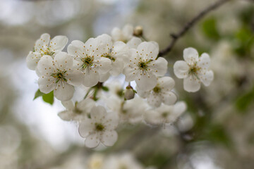 Cherry tree branch with young flowers in spring. Spring cherry blossom with white petals. Close up. Selective focus, blurred background.