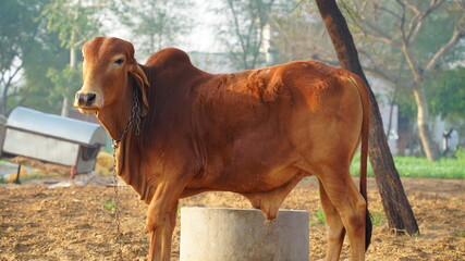 Side view shot of Brown Indian bull shaking sunlight in cold winter season. Gir bull with curious eyesight against camera.