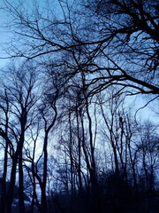 Abenddämmerung im Winter mit Baumsilhouetten