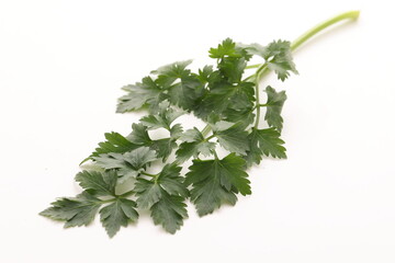 イタリアンパセリ