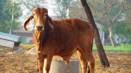 Indian bull for road transportation in the sunlight. Morning time hungry bull seeing for feeding and waiting his owner.