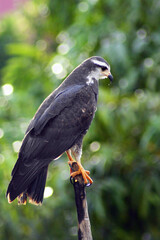 Grey eagle