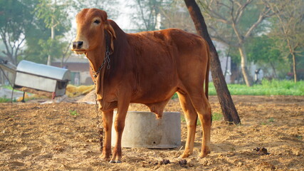 Bull in the rest position after plowing the field. Indian bull shaking sunlight in winter season.