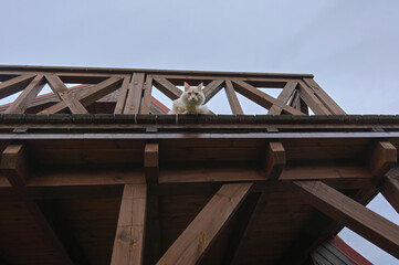 the maine coon cat looks down from the wooden balcony 