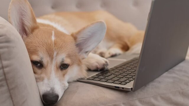 Full shot of adorable domestic animal lying on couch near laptop computer in room. Portrait of Pembroke Welsh Corgi falling asleep