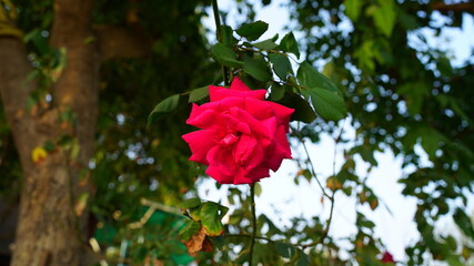 Fragrant coral rose with green leaves flowering in garden. Beautiful blossoming delicate roses with greenish background.