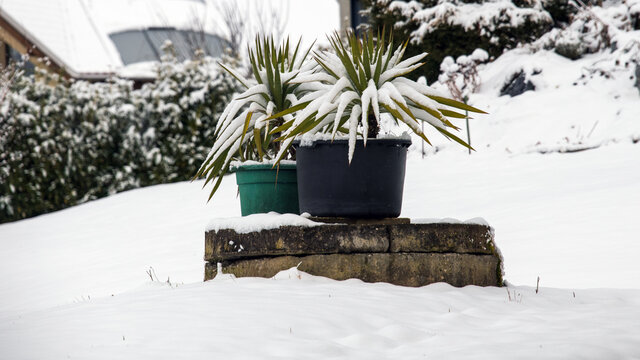 K&uuml;belpflanzen im Garten &uuml;berwintern - Palmenartige Pflanzen im Container schneebedeckt in einem garten