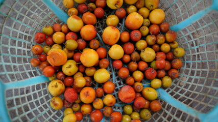 Indian Jujube or ber or berry Ziziphus mauritiana moody lighting, selective focus. Ripen fruits of...