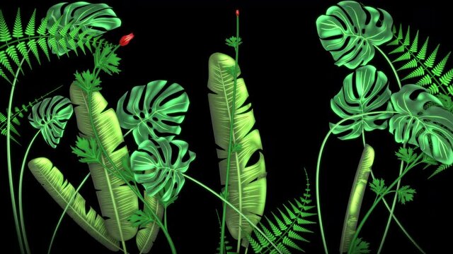 Tropical plants, loop-able from 20:00 to end. Monstera, Banana Palm. Leaves, ferns, flowers animation on black background.