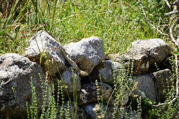 Fototapeta na wymiar a hardun (lizard) next to the hiking trail from Kardamena to Antimachia Castle (photo taken closer to Kardamena than the castle), Kos Island, Greece, May