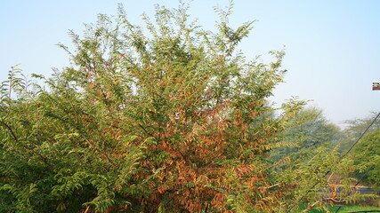 Struggling leaves of Imli or Tamarindus in cold weather. Leaves suffering from cold climate conditions.