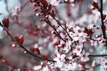 tree branch with buds and flowers