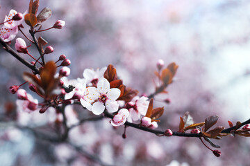 tree branch with buds and flowers