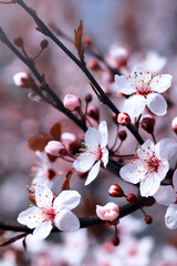 tree branch with buds and flowers