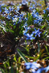 blue snowdrops in the forest