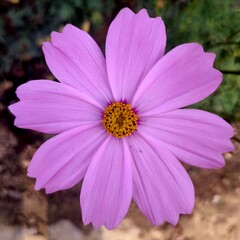 pink cosmos flower