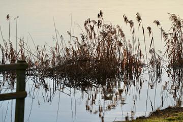 Sunrise over the lake of Greifensee, Maur, Switzerland.