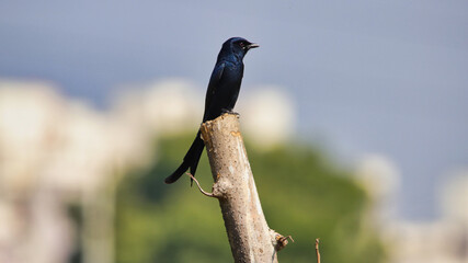 The black drongo (Dicrurus macrocercus) is a small Asian passerine bird of the drongo family Dicruridae. It is a common resident breeder in much of tropical southern Asia.