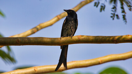 The black drongo (Dicrurus macrocercus) is a small Asian passerine bird of the drongo family Dicruridae. It is a common resident breeder in much of tropical southern Asia.
