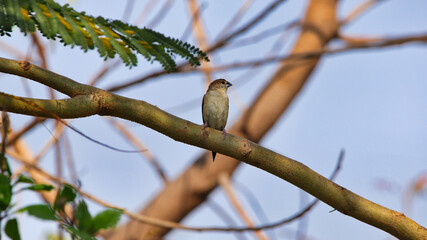 The Indian silverbill or white-throated munia (Euodice malabarica) is a small passerine bird found in the Indian Subcontinent and adjoining regions.