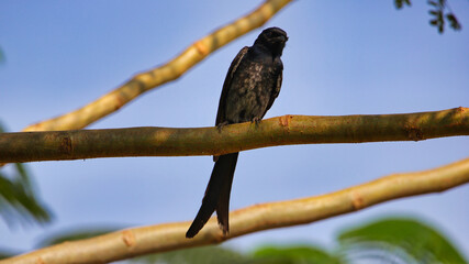 The black drongo (Dicrurus macrocercus) is a small Asian passerine bird of the drongo family Dicruridae. It is a common resident breeder in much of tropical southern Asia.