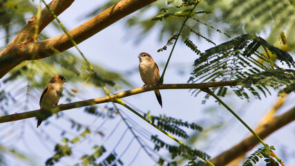 The Indian silverbill or white-throated munia (Euodice malabarica) is a small passerine bird found in the Indian Subcontinent and adjoining regions.