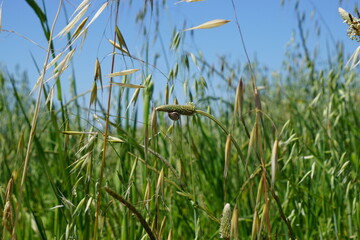 a snail in a field at the Alikes Salt Lake in Tigaki, Kos Island, Greece, May