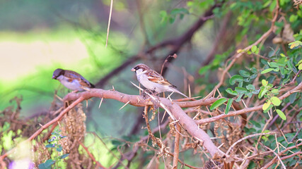 The Eurasian tree sparrow (Passer montanus) is a passerine bird in the sparrow family with a rich chestnut crown and nape, and a black patch on each pure white cheek.