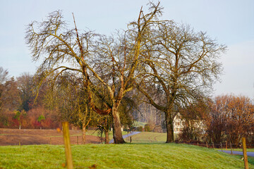 Obraz premium Trees in the fields with farm in the background.